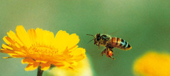 Pollenbeladene Biene im Anflug auf Blüte