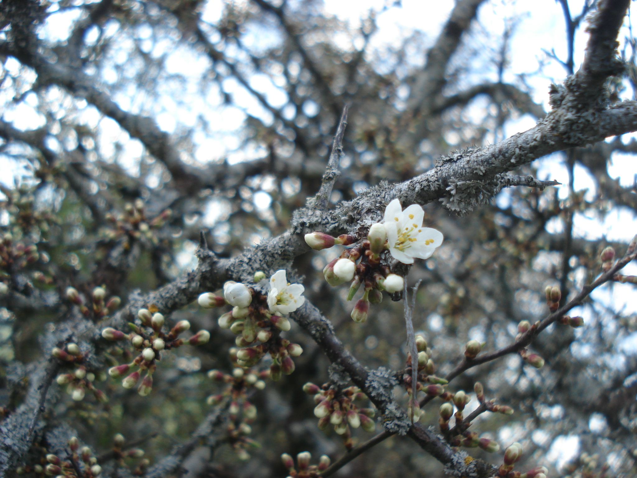 Heilkräuter-Führung