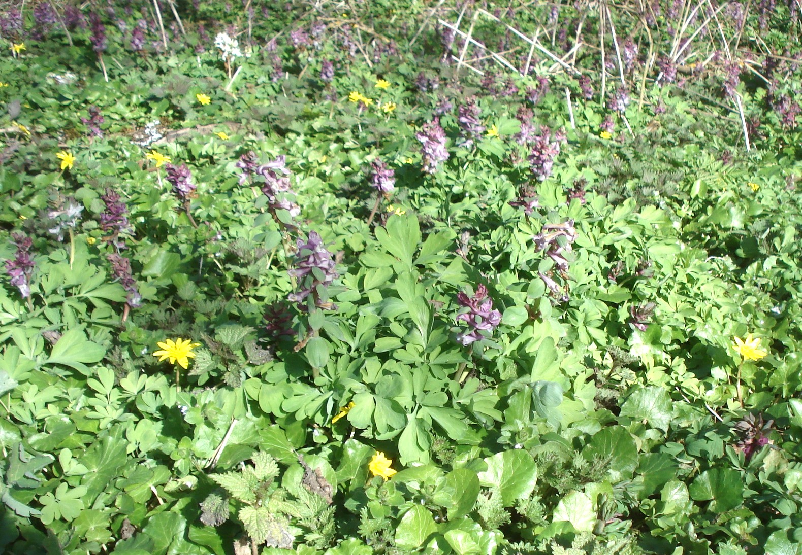 Heilkräuter-Führung