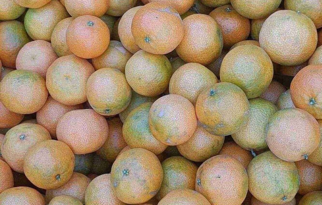 Verkostung / Biosybaris Zitrusfrüchte