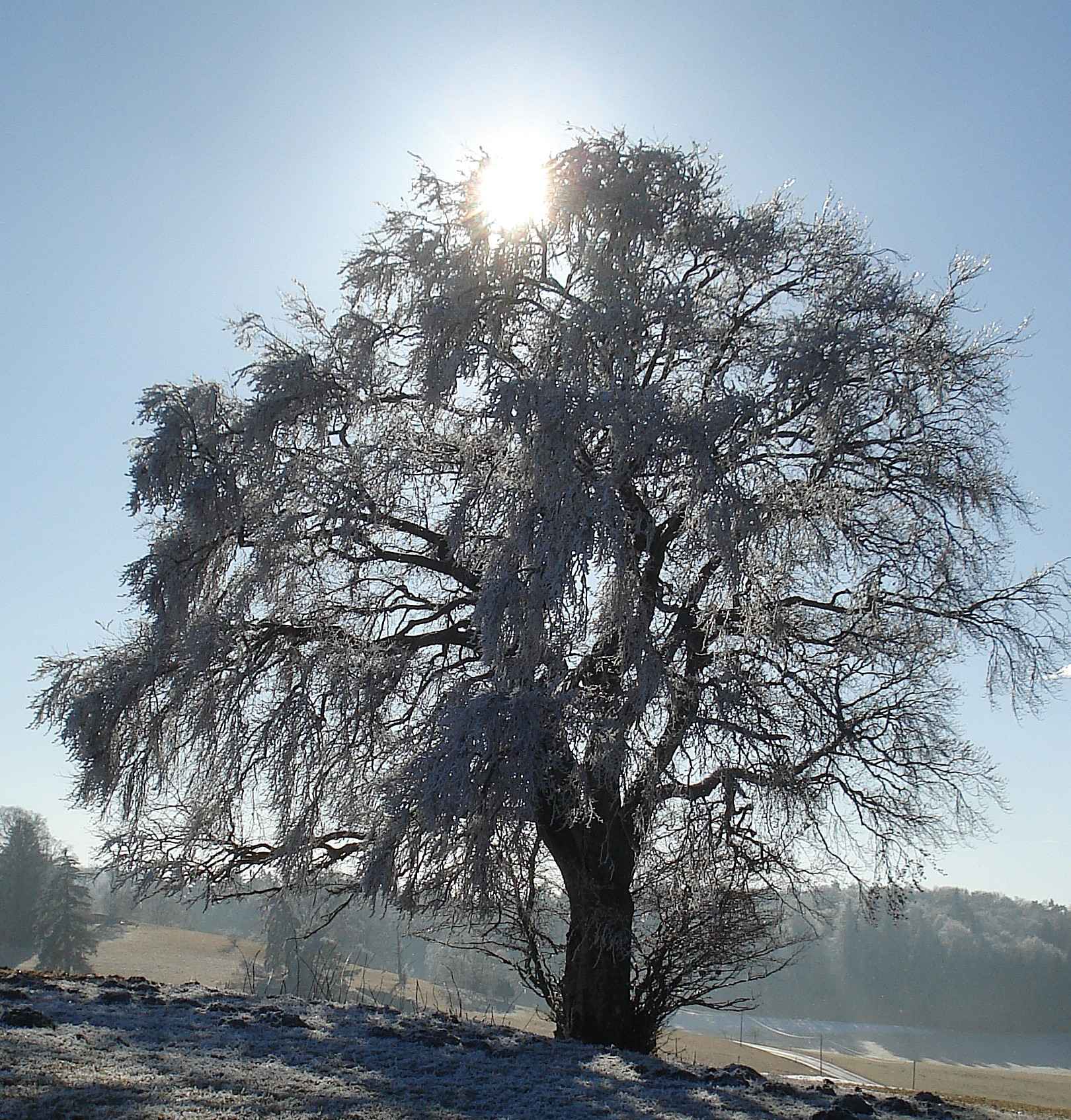 Bäume im Vorfrühling
