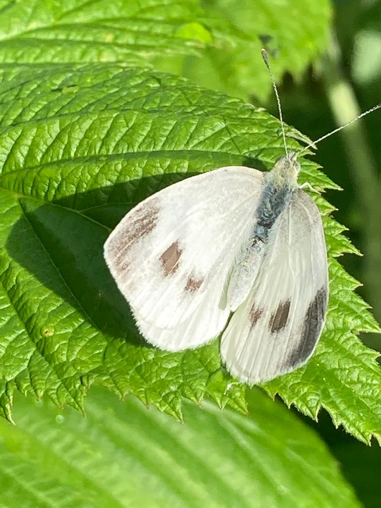 Bestattung als spiritueller Prozess