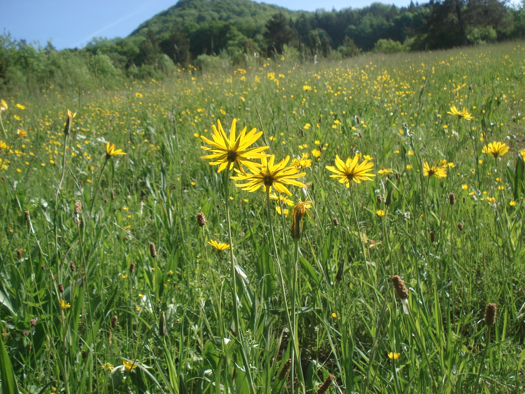 Frisches Grün und blühende Wiesen